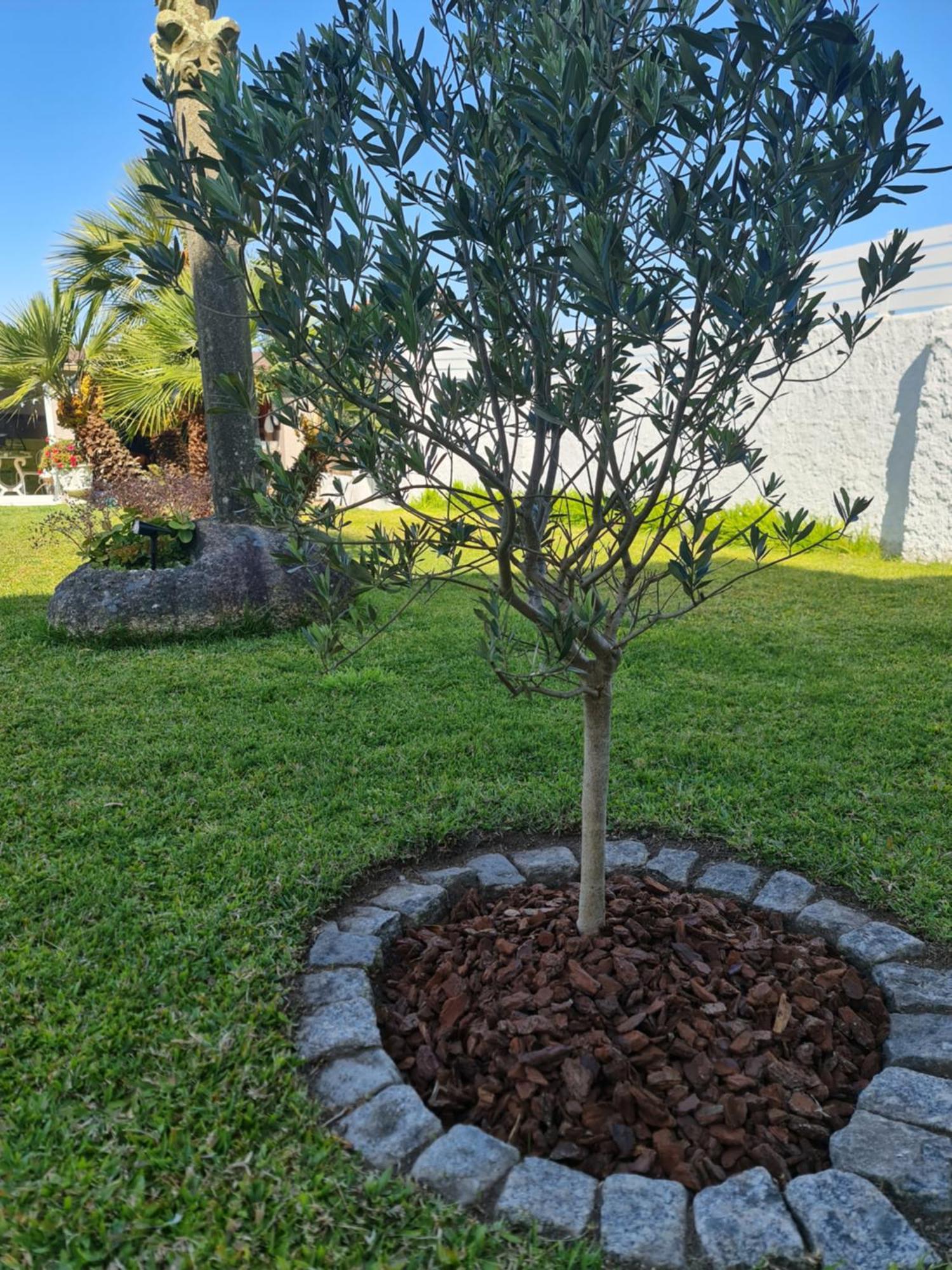 Casa A Pastora Cambados Exterior foto